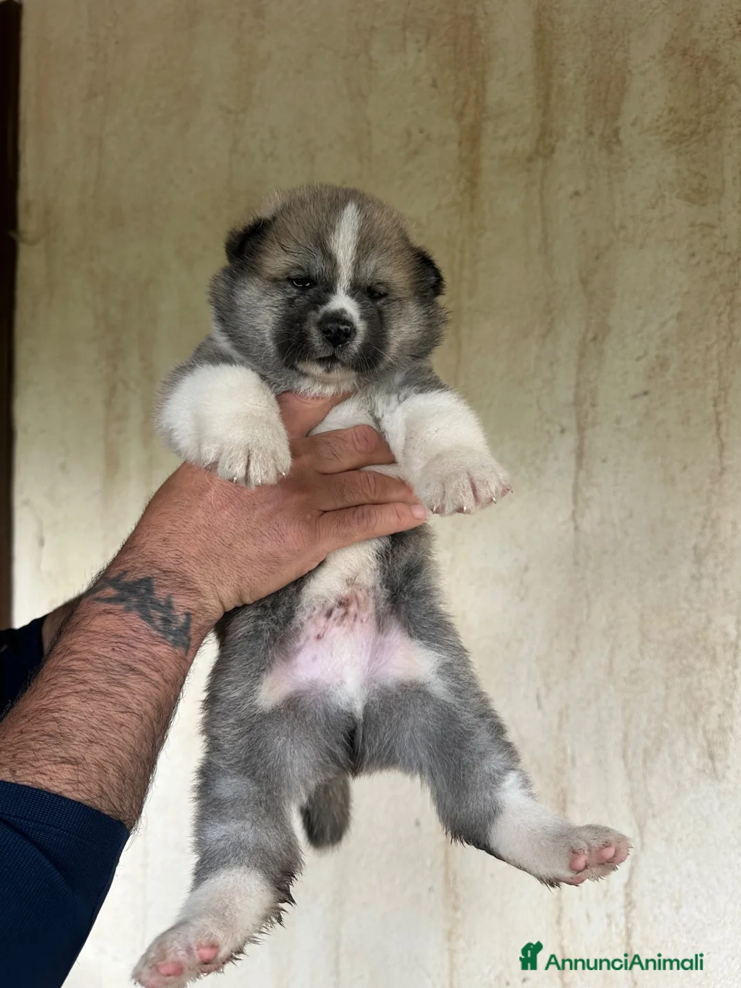 Akita Inu cani in vendita: Akita inu cuccioli  - Annuncio 2