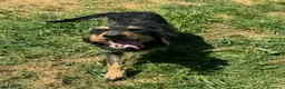 Segugio cani in regalo: Aramis 5 anni segugio - Annuncio 4