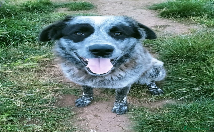 Meticcio cani a Provincia di Varese - Annuncio 18