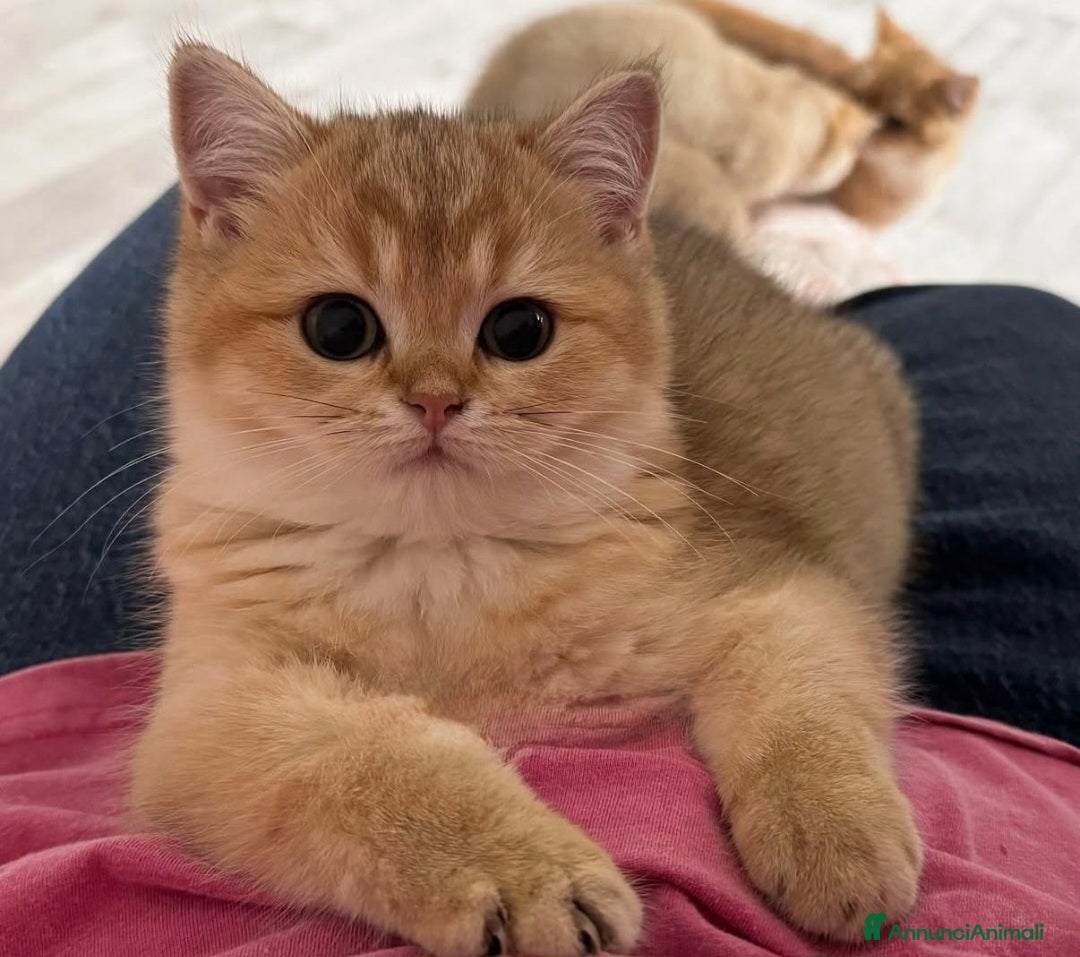 British gatti in vendita: Bellissimi cuccioli di british shorthair golden  - Annuncio 5