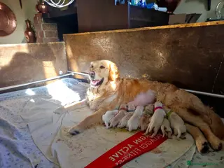 Golden Retriever cani Cuccioli Golden Retriever - Annuncio 3