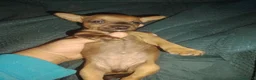 Pinscher Miniatura cani in vendita: Pincher mini - Annuncio 4
