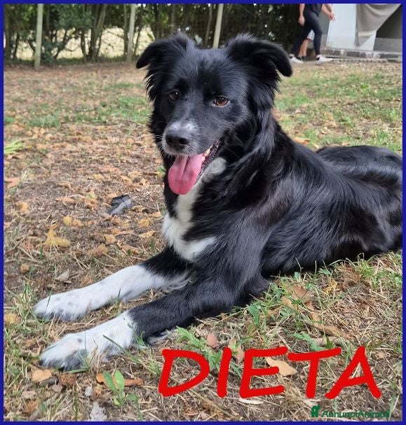 Meticcio cani DIETA vivace e socievole - Annuncio 40