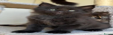 Maine Coon Gattino 4