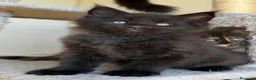 Maine Coon gatti in vendita: Maine coon cuccioli pedigree ANFI - Annuncio 6
