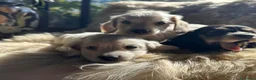 Bassotto cani in vendita: bassotti pelo lungo color crema - Annuncio 7