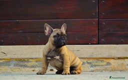 Bulldog Francese cani in vendita: Fulva femmina bulldog francese a Provincia di Rieti - Immagine 3