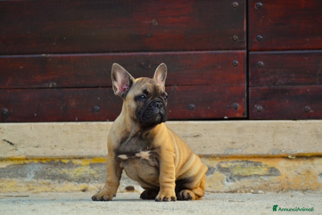 Bulldog Francese cani in vendita: Fulva femmina bulldog francese a Provincia di Rieti - Immagine 3