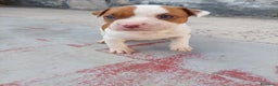 Pitbull cani in vendita: Cuccioli pitbull terrier  - Annuncio 4