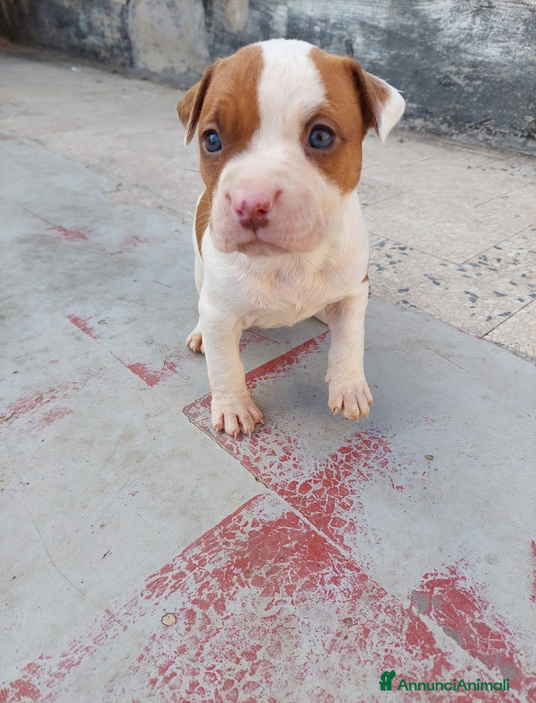 Pitbull cani in vendita: Cuccioli pitbull terrier  - Annuncio 4