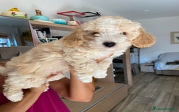 Barboncino cani in vendita: Barboncino, nuova cucciolata in casa a Città Metropolitana di Napoli - Immagine 11