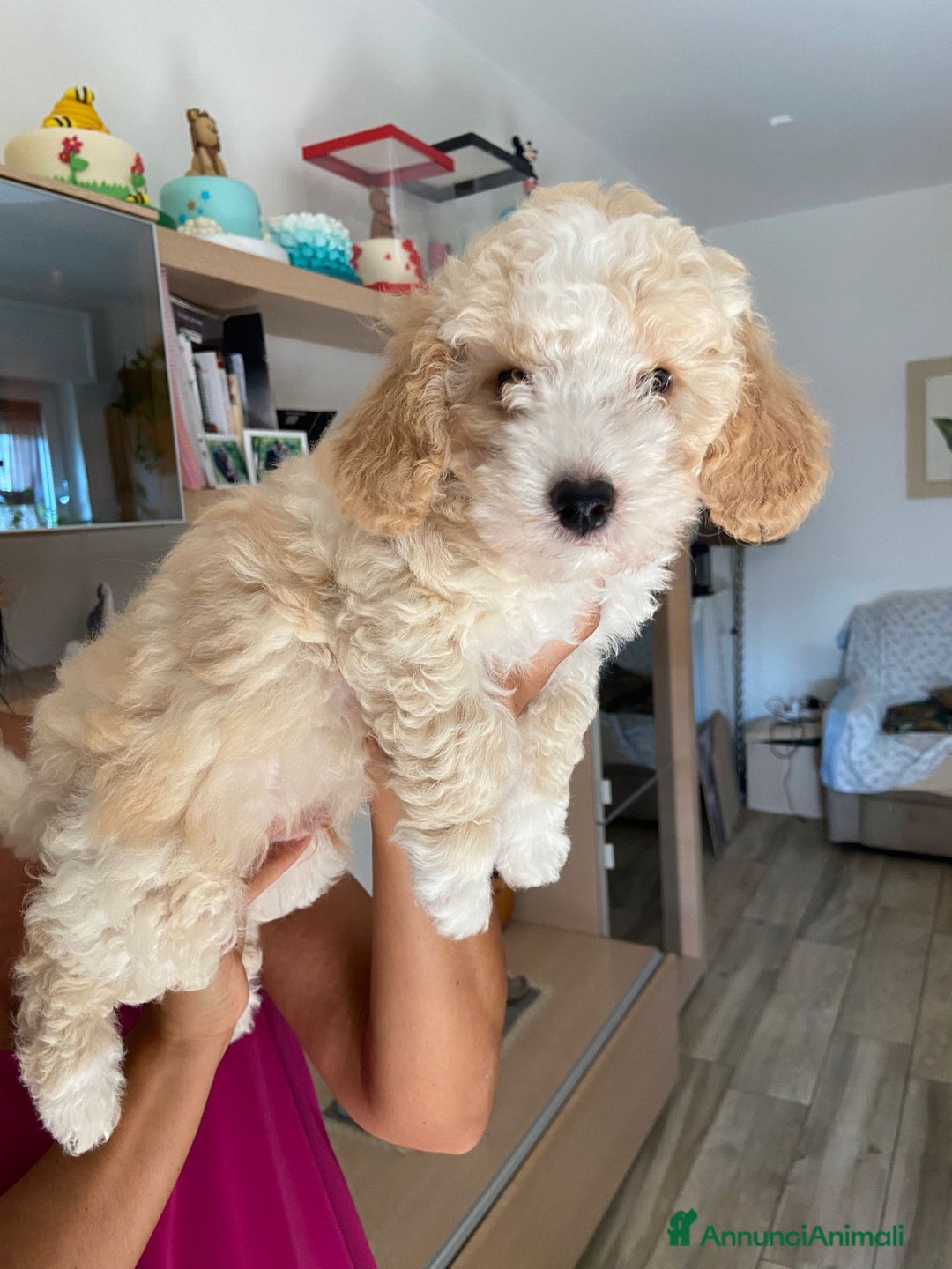Barboncino cani in vendita: Barboncino, nuova cucciolata in casa a Città Metropolitana di Napoli - Immagine 11