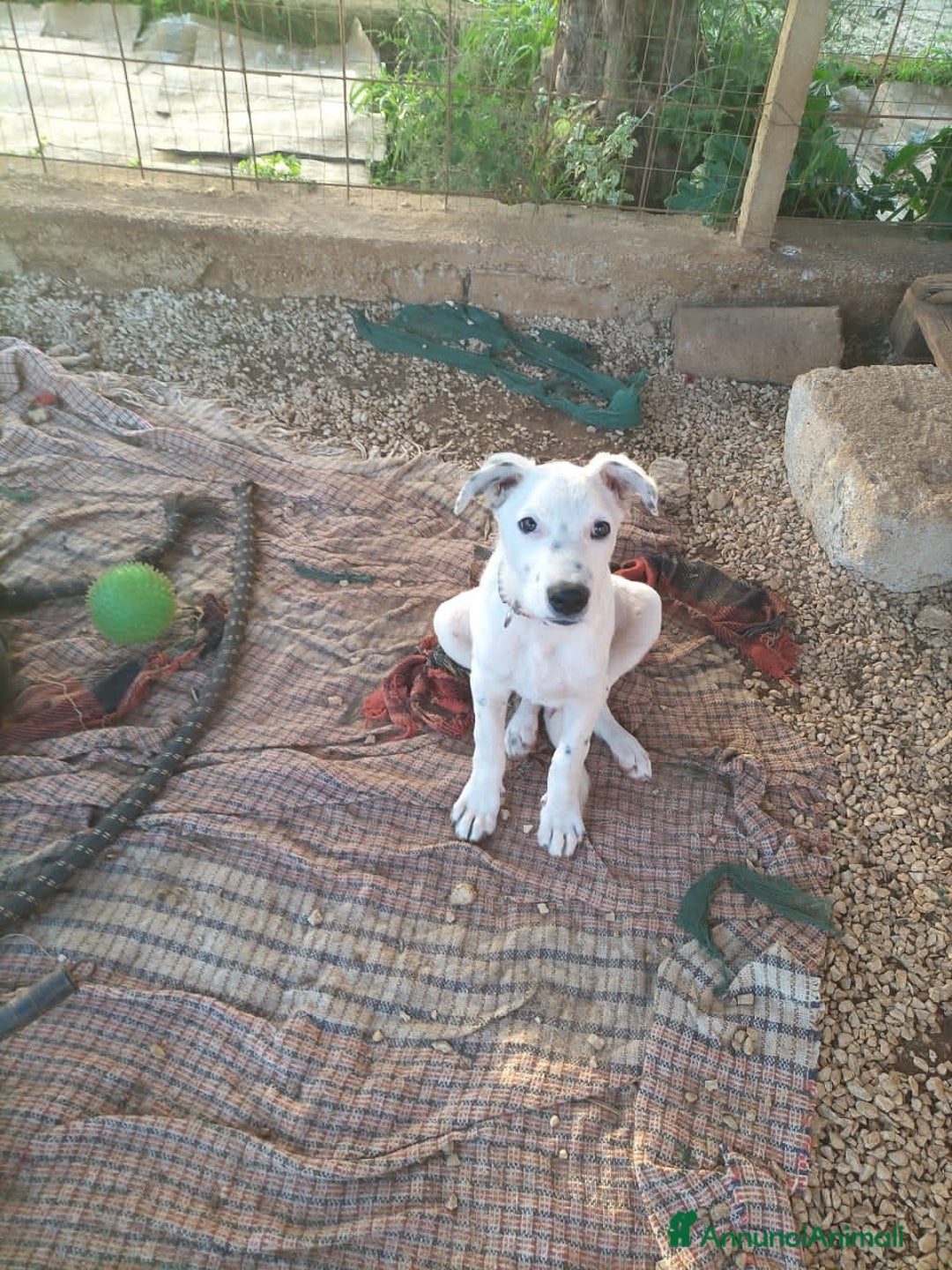 Altre razze cani in regalo: OTI 3 MESI - Annuncio 3