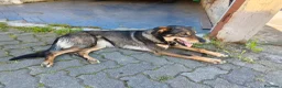Meticcio cani in regalo: Cessione per trasloco a Provincia di Asti - Annuncio 5