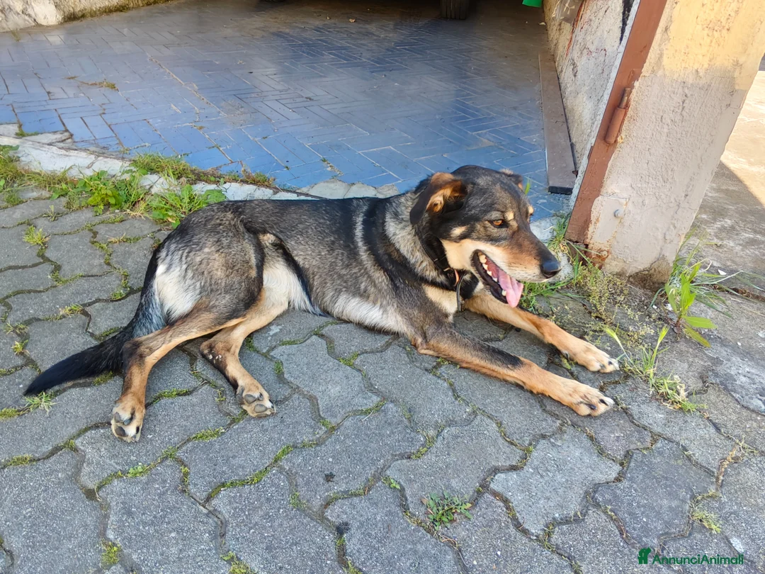 Meticcio cani in regalo: Cessione per trasloco a Provincia di Asti - Annuncio 5