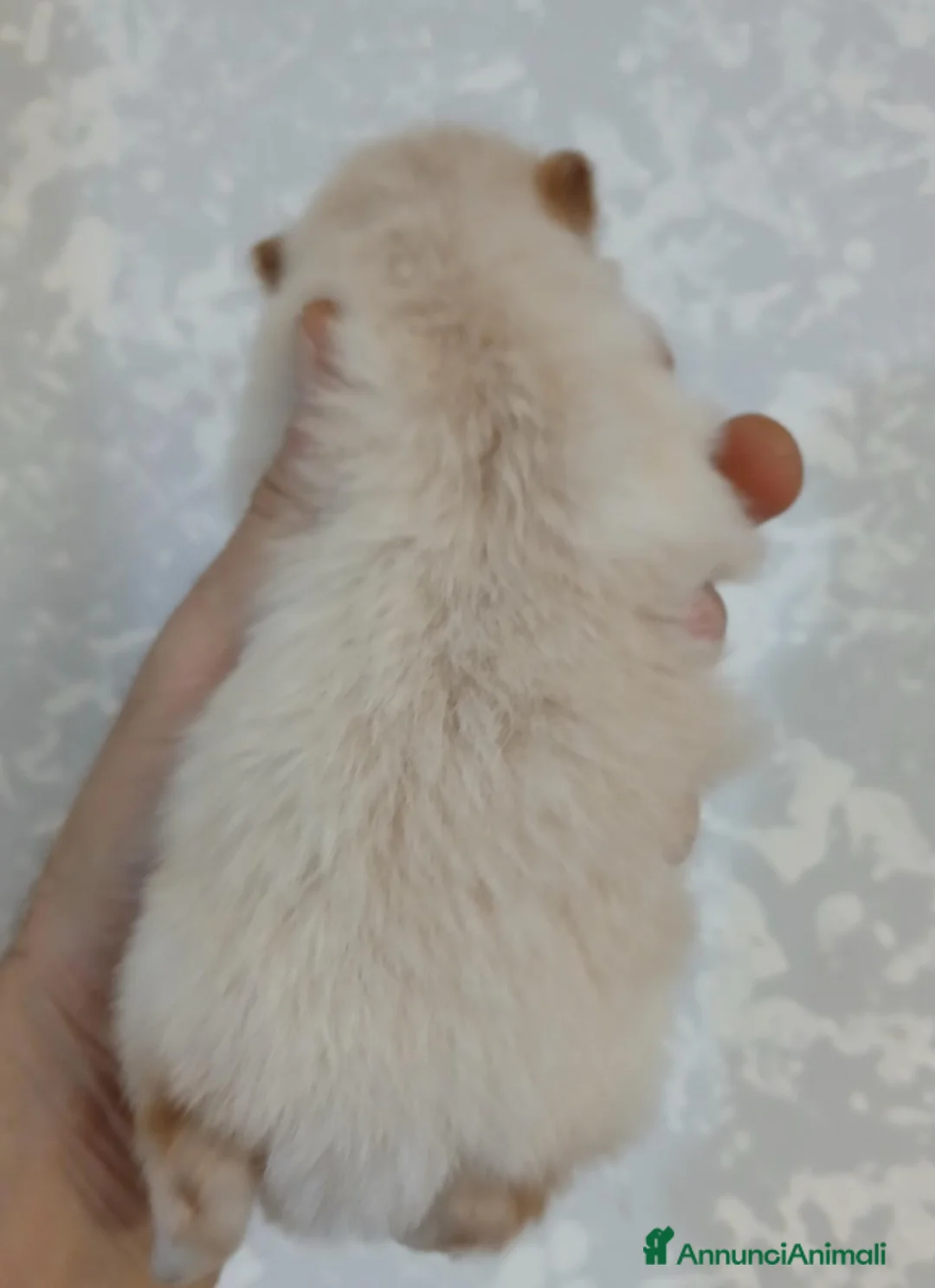 Spitz cani in vendita: Spitz nano - Annuncio 2