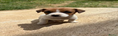 Jack Russell Maschio