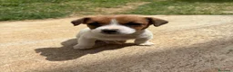 Jack Russell cani in vendita: Cuccioli Jack Russell cercano casa - Annuncio 2