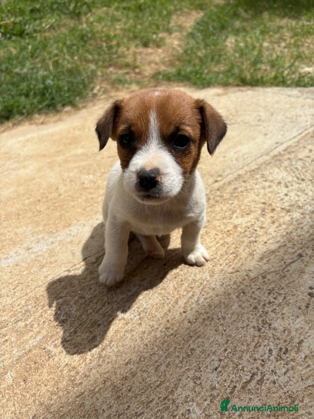 Jack Russell cani in vendita: Cuccioli Jack Russell cercano casa - Annuncio 2