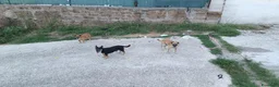 Meticcio cani in regalo: Triade di meticci - Annuncio 25