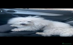 Bichon cani per accoppiamento: Bichon Frise’ Maschio per inseminazione a pagament a Provincia di Salerno - Immagine 7