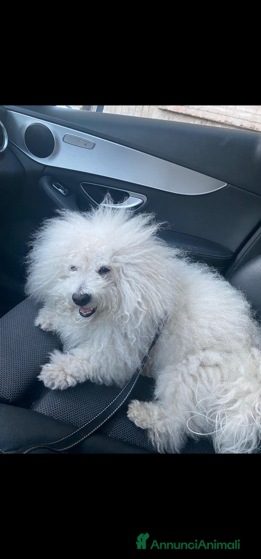 Bichon cani per accoppiamento: Bichon Frise’ Maschio per inseminazione a pagament a Provincia di Salerno - Immagine 7