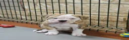 Bulldog cani in vendita: American Bulldog cuccioli - Annuncio 6