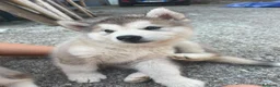 Alaskan Malamute cani in vendita: cucciolata di Alaskan Malamute - Annuncio 5