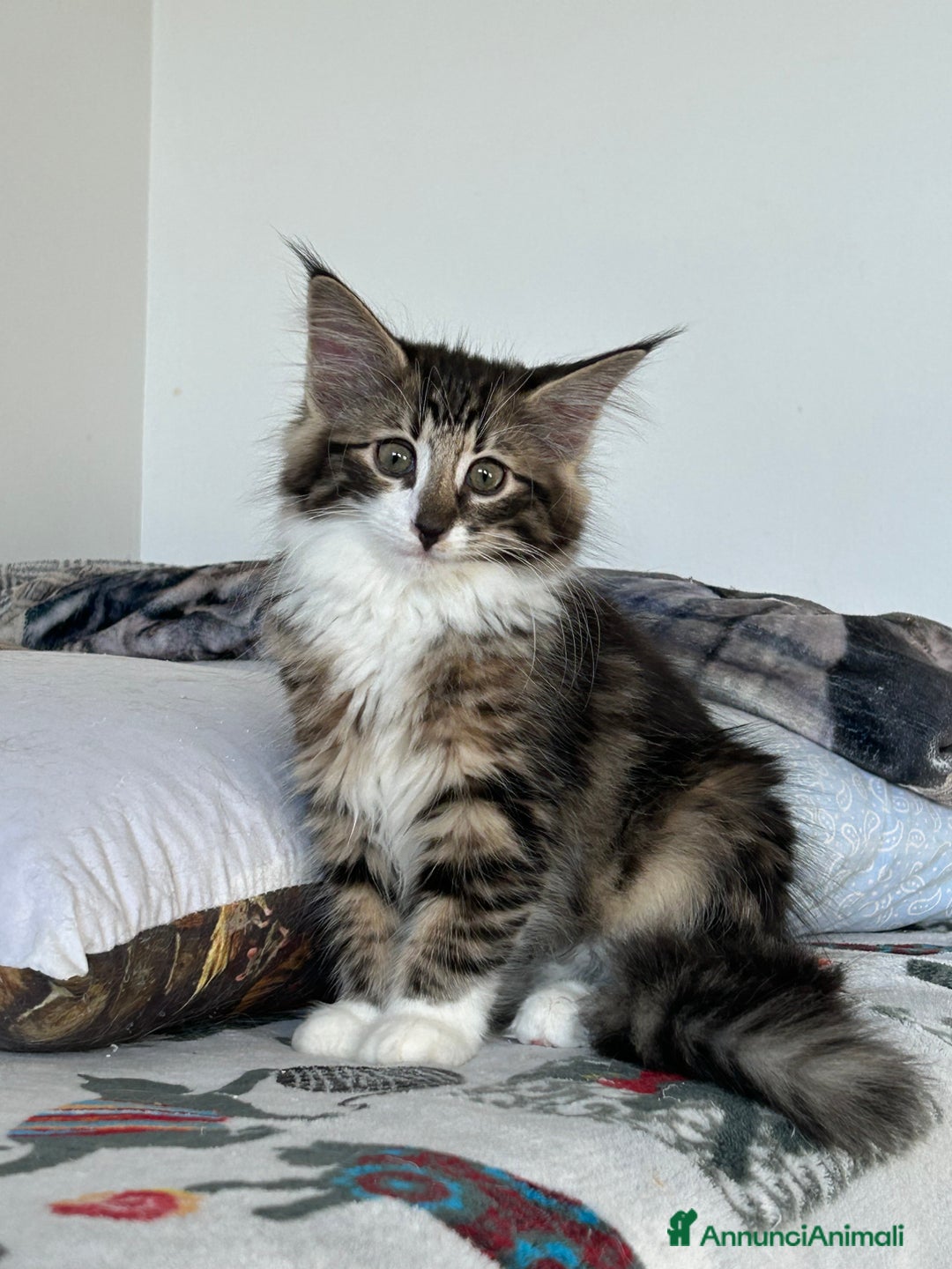 Norvegese gatti in vendita: Vendo cuccioli Norvegesi delle Foreste - Annuncio 8