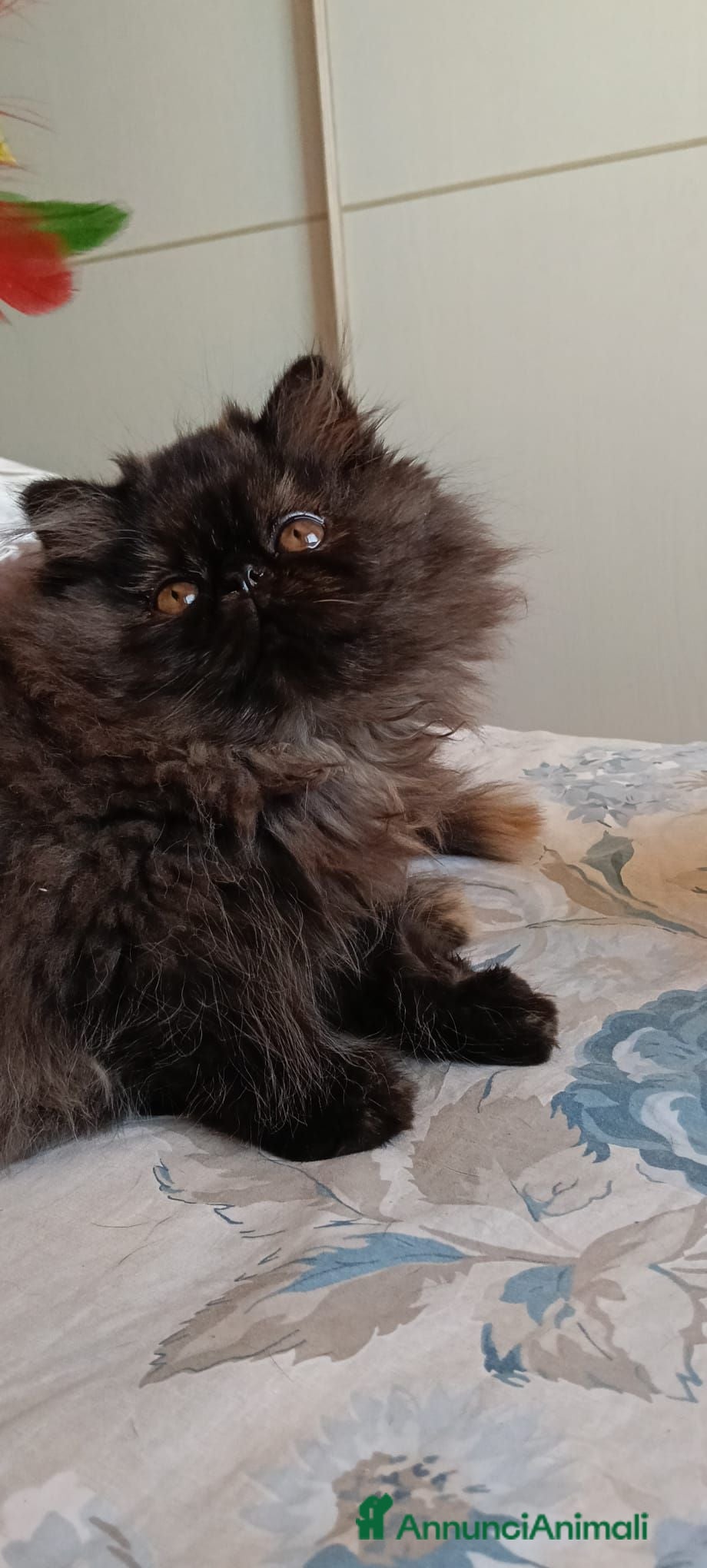 Persiano gatti Cuccioli di persiano alta genealogia con pedigree - Annuncio 18