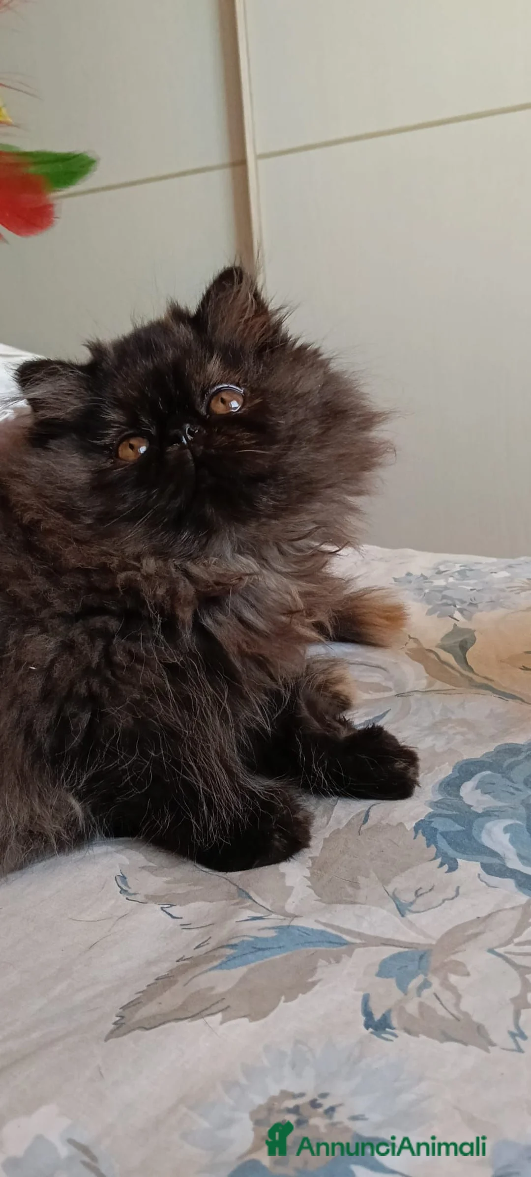 Persiano gatti in vendita: Cuccioli di persiano alta genealogia con pedigree a Provincia di Pavia - Annuncio 1