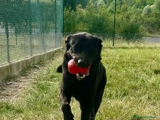 Meticcio cani ARON ideale per ogni famiglia - Annuncio 1