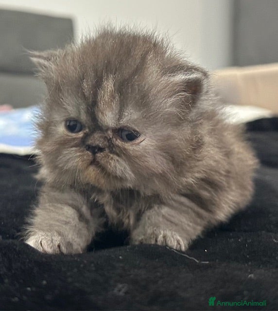 Persiano gatti Cuccioli persiani - Annuncio 11