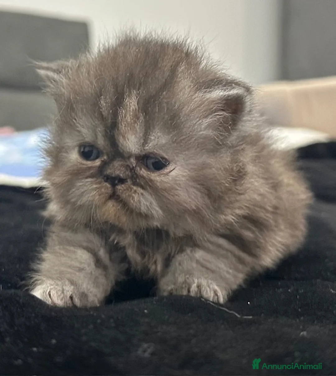 Persiano gatti in vendita: Cuccioli persiani - Annuncio 1