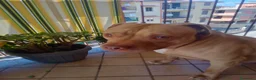 Pitbull cani in regalo: Yoseph a Provincia di Caserta - Annuncio 3