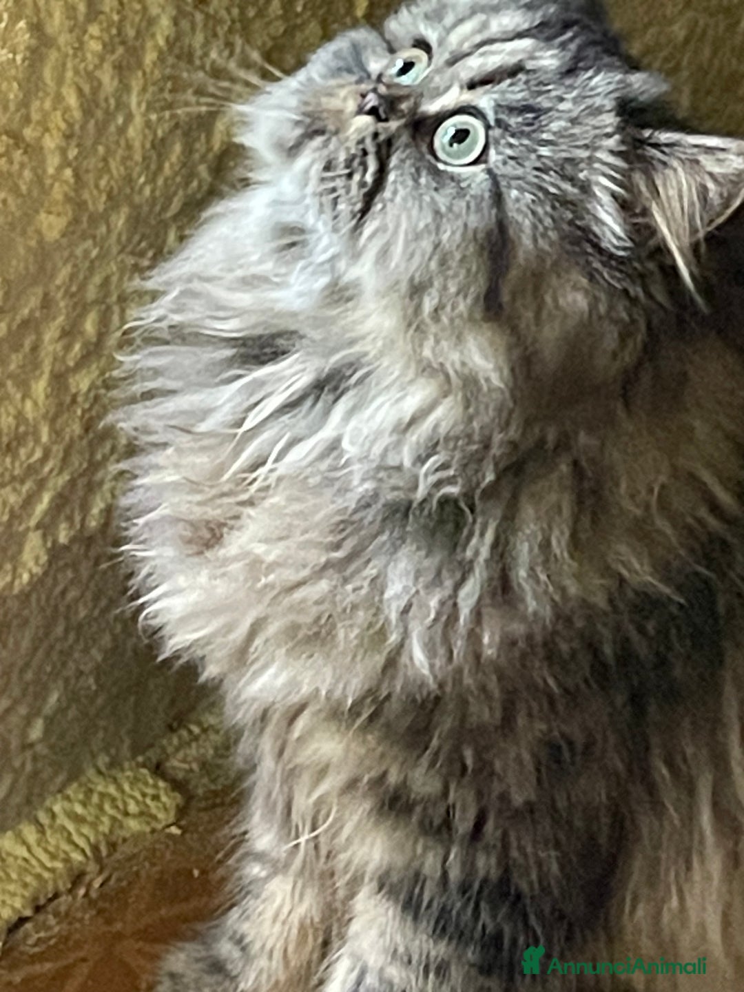 Persiano gatti in vendita: gatto persiano tabby con pedigree - Annuncio 15