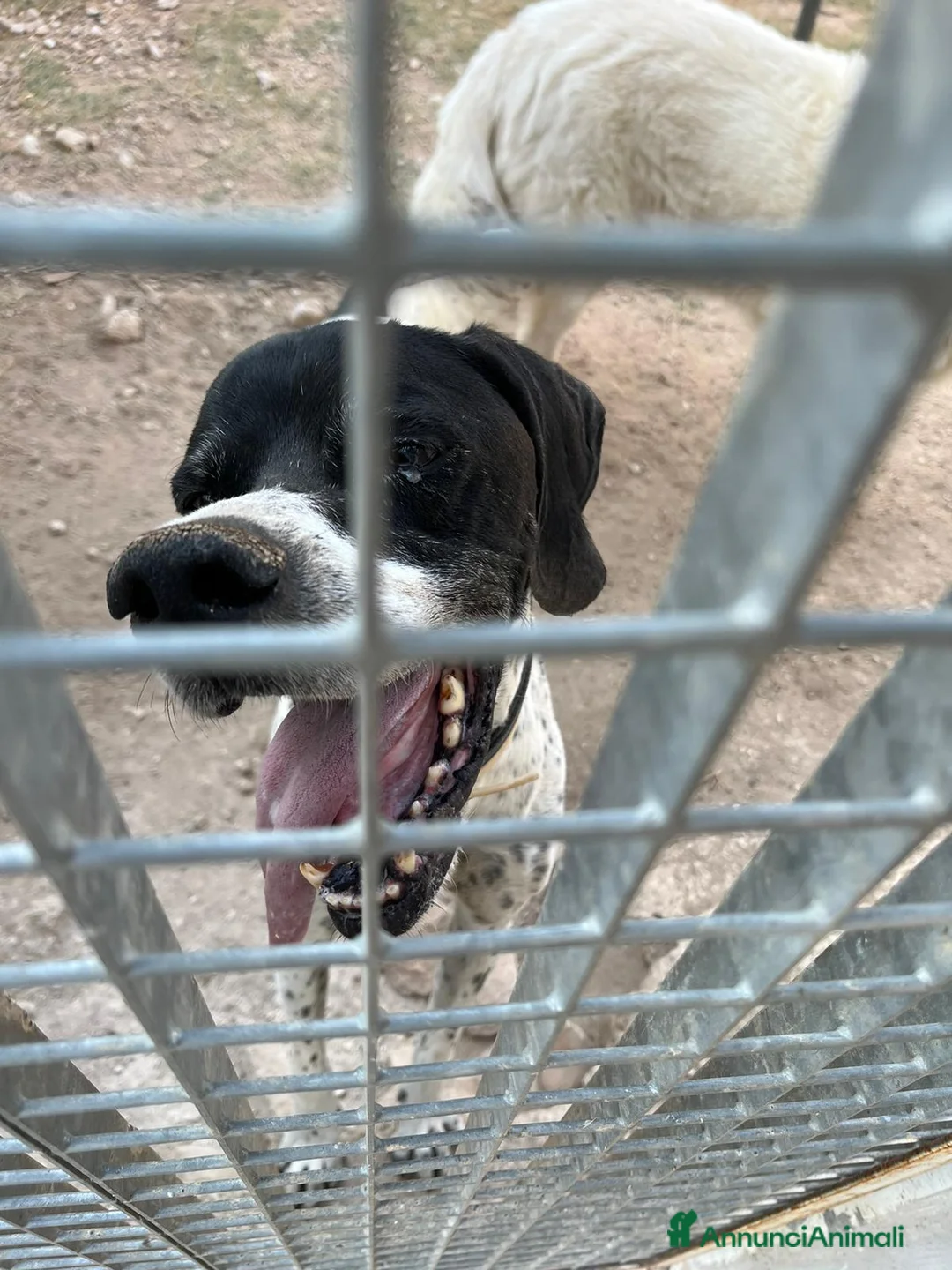 Pointer cani in regalo: DJANGO tenerissimo cane in adozione! - Annuncio 4