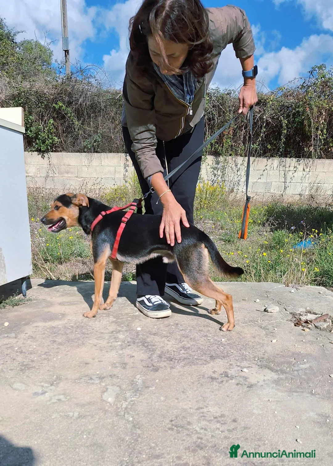Meticcio cani in regalo: Dolcissimo cagnolino in adozione  - Annuncio 4