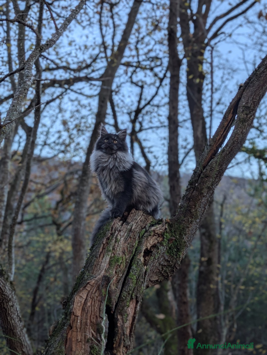 Maine Coon gatti in vendita: Cucciola Maine Coon Black smoke  - Annuncio 1