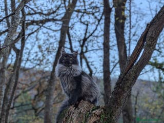 Maine Coon gatti Cucciola Maine Coon Black smoke - Annuncio 25