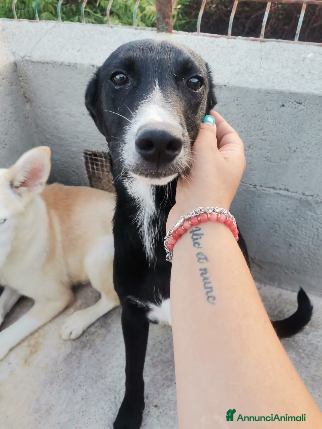 Altre razze cani in regalo: RAYAN - Annuncio 2