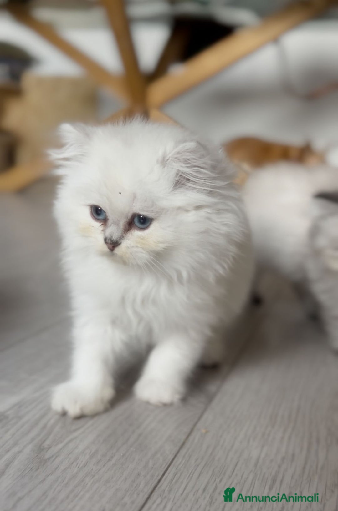 British gatti in vendita:  🩵Cuccioli British Longhair disponibili 🩵 - Annuncio 6