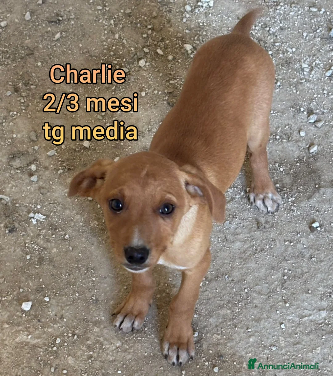 Meticcio cani in regalo: CUCCIOLI SENZA CASA TENERISSIMI  - Annuncio 7