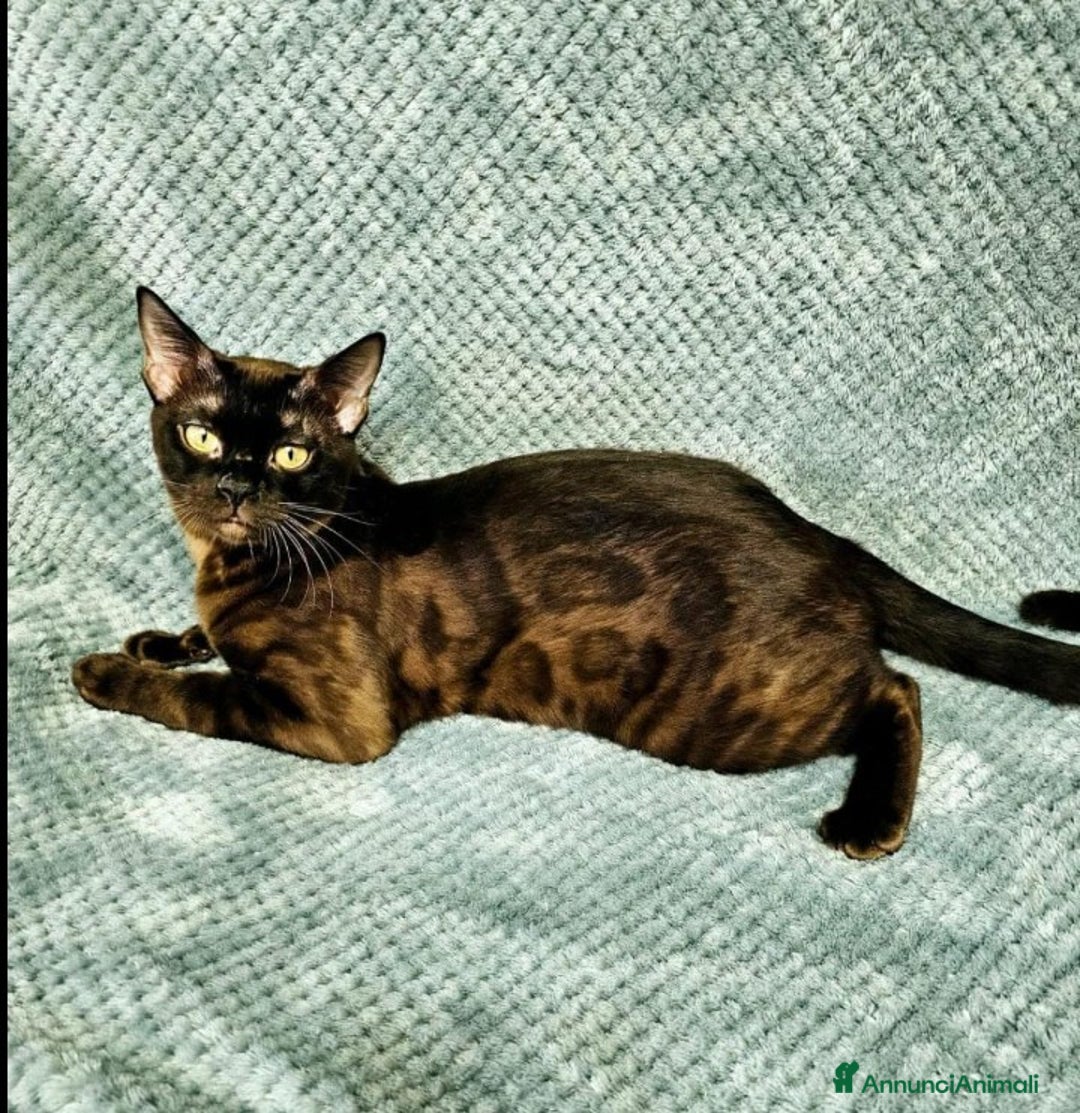 Bengala gatti in vendita: Splendida gatta del bengala con pedigree - Annuncio 1