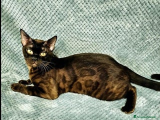 Bengala gatti Splendida gatta del bengala con pedigree - Annuncio 3