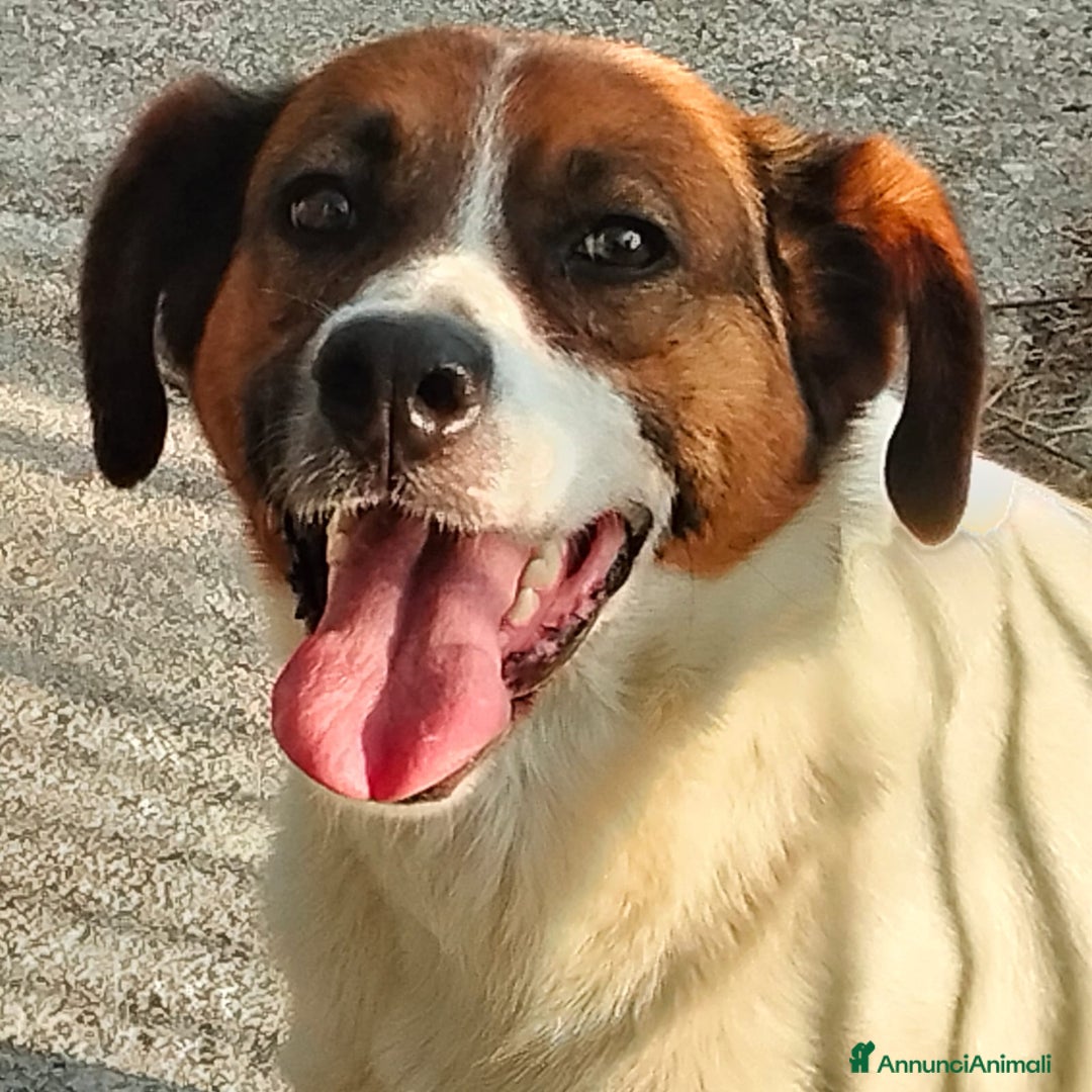 Meticcio cani in regalo: ALMA, CAGNA PEZZATA - Annuncio 6