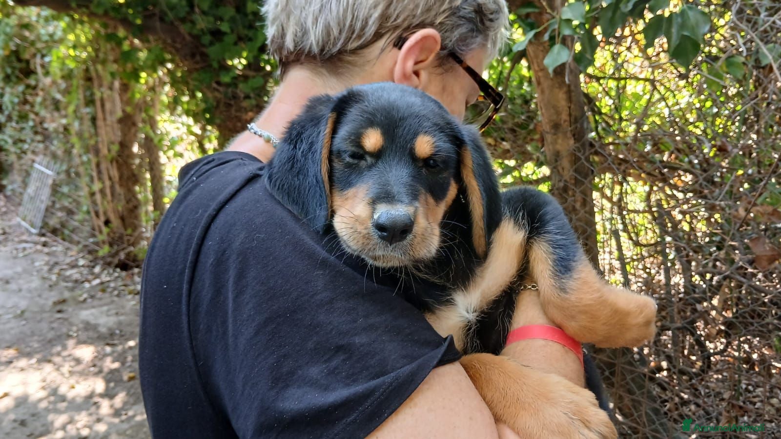 Meticcio cani LO SPLENDIDO MALCOM HA BISOGNO DI TE, IN ADOZIONE - Annuncio 2
