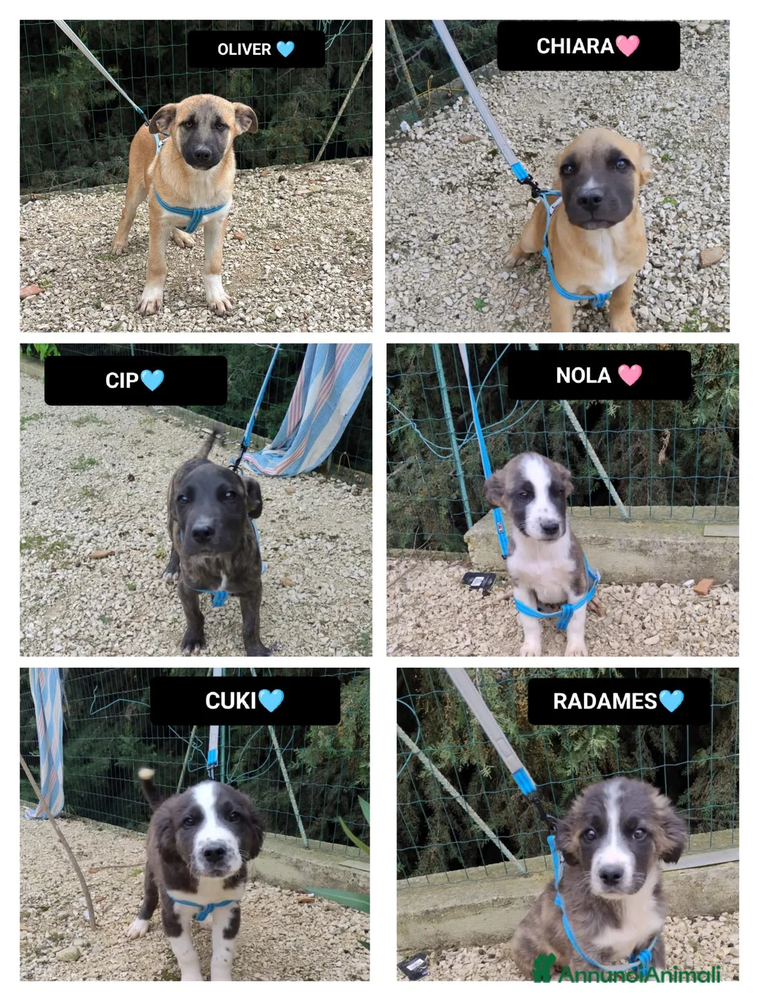 Meticcio cani in regalo: OLIVER, CHIARA, CIP, CUKI, NOLA E RADAMES, - Annuncio 1