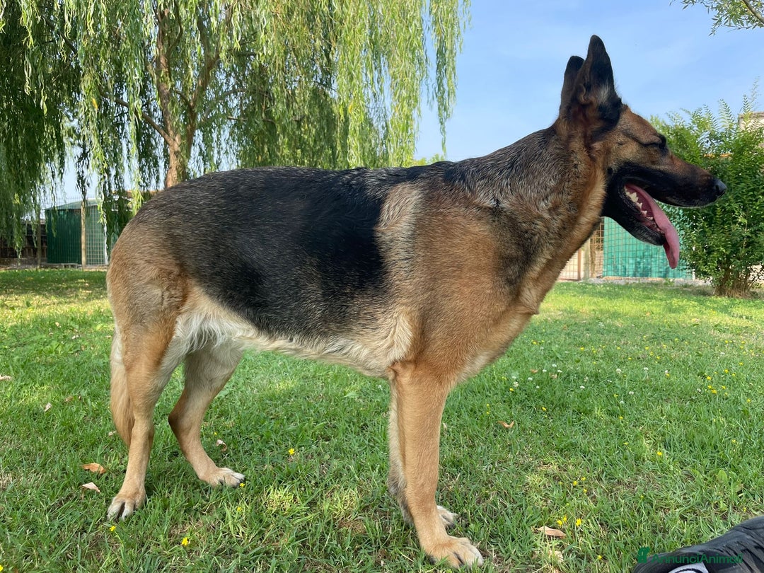 Pastore Tedesco cani in regalo: Sally, 6 anni, Pastore Tedesco - Immagine 9