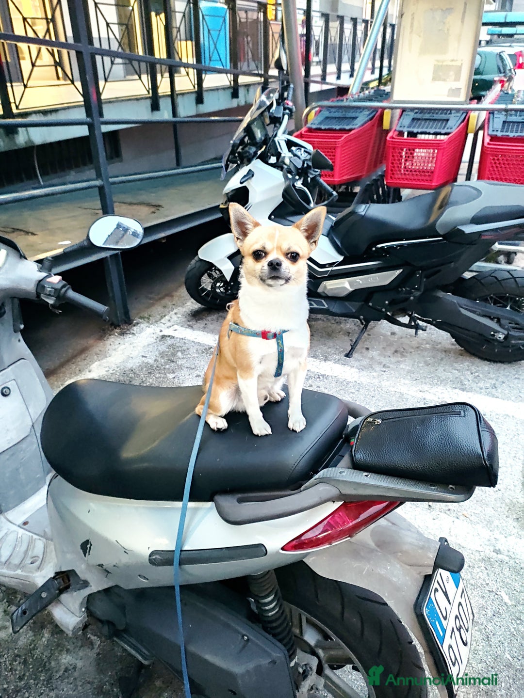 Chihuahua cani per accoppiamento:  Willy Stallone per monta - Annuncio 5